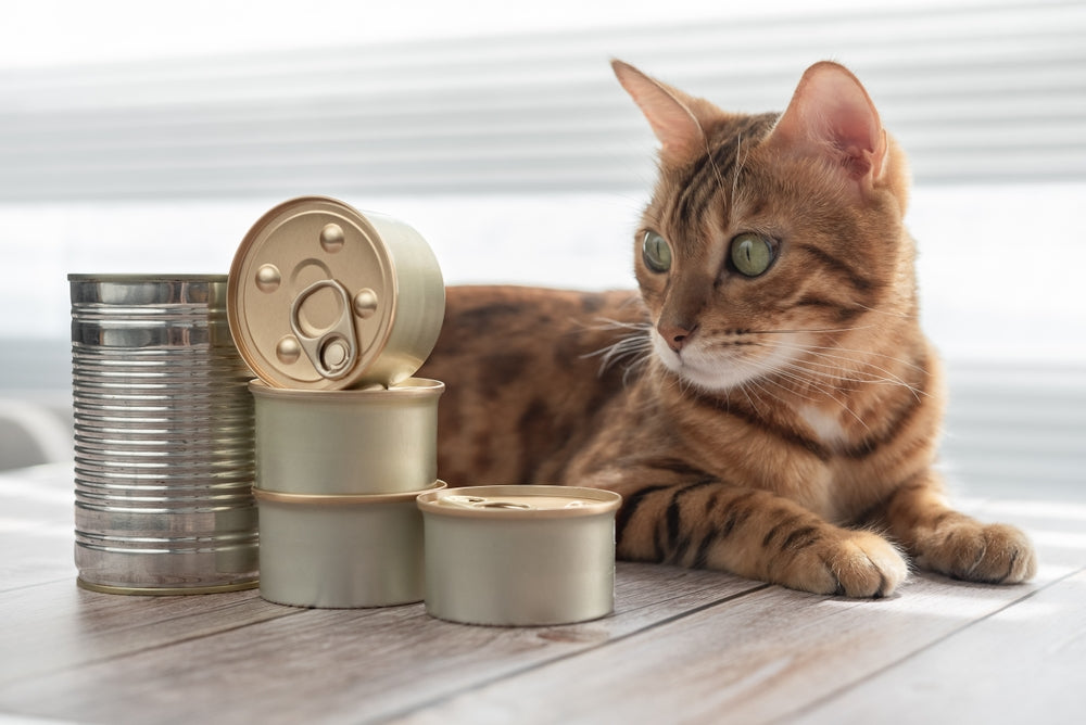 Why Canned Pet Food Reigns Supreme for Your Furry Friends